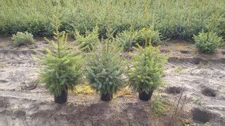 Ca. 85x Kerstbomen mix 1 Omorika & Conica